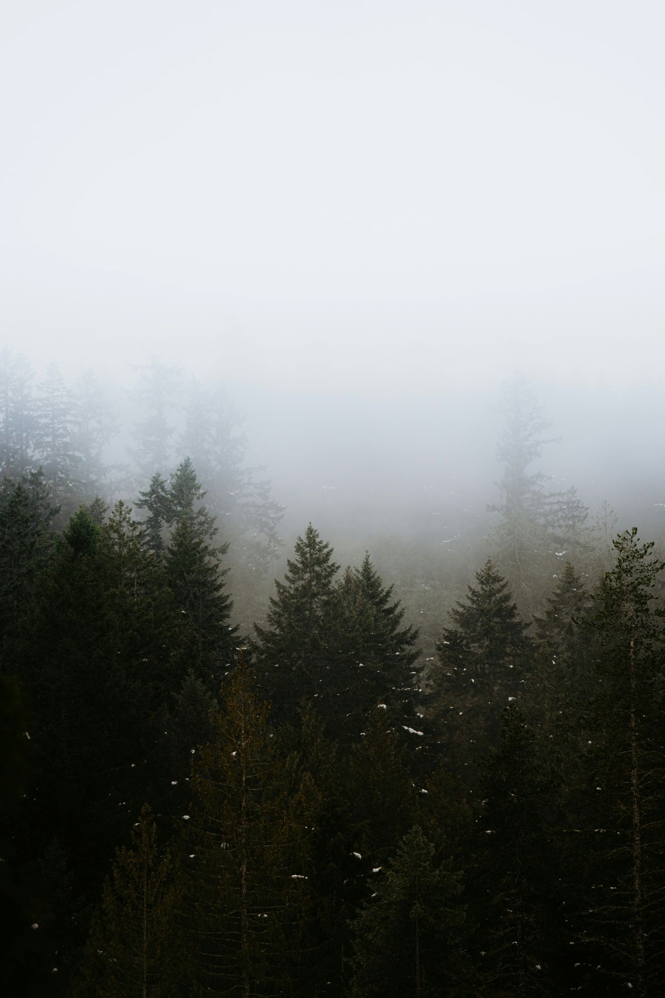 Pine trees